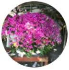 Đinh Hoàng Việt